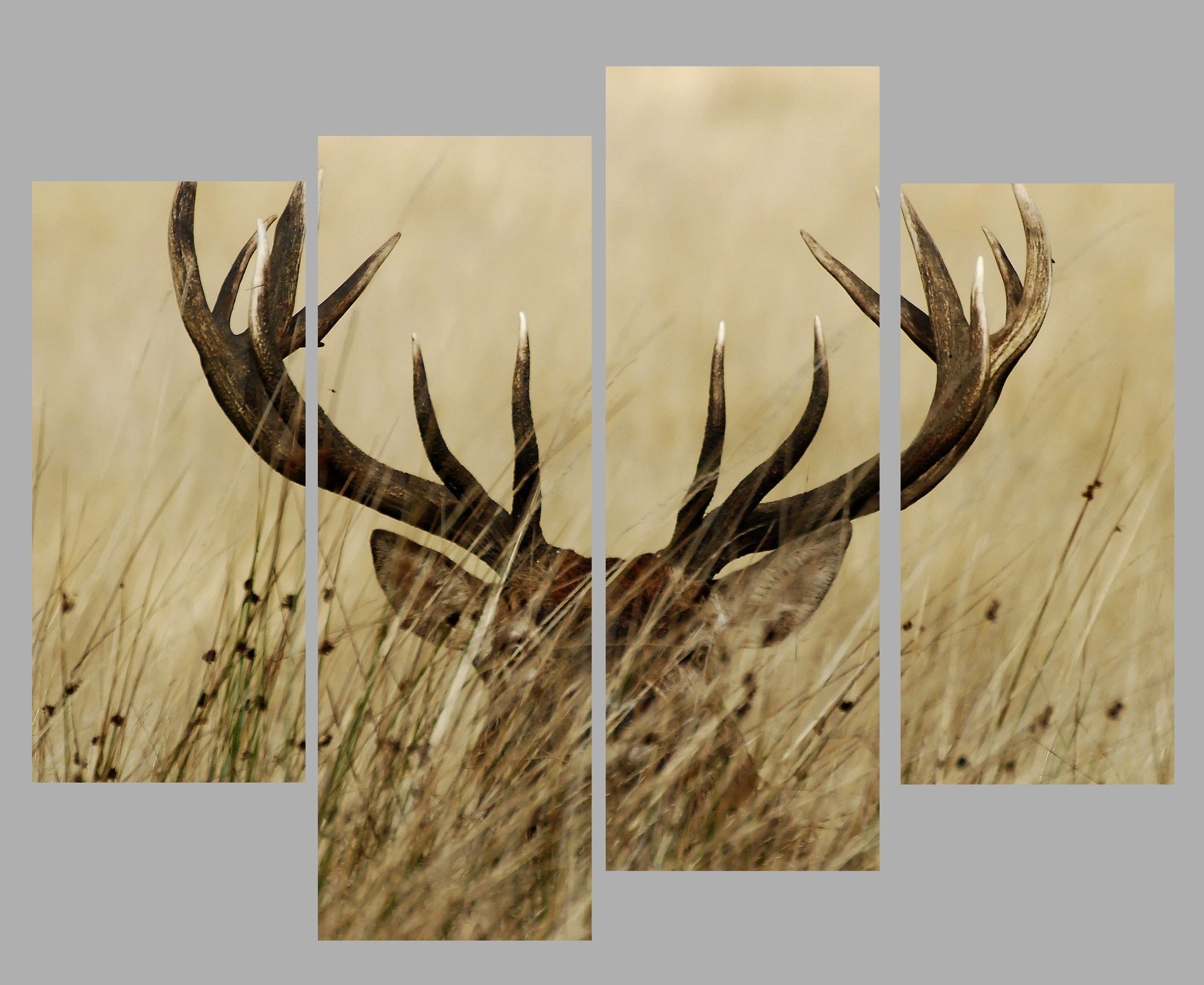 4 Panel Wall Art Canvas Prints Deer Stag With Long Antler In The With Deer Canvas Wall Art (View 4 of 20)