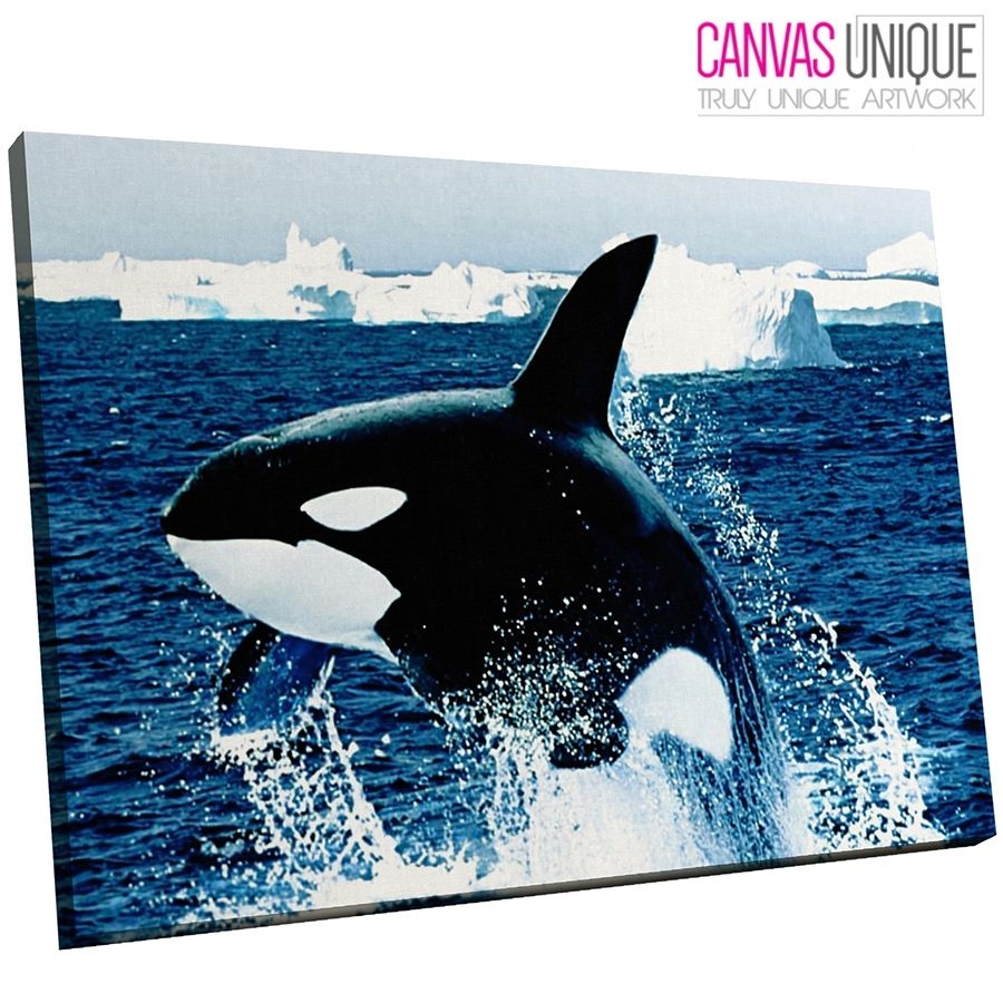 A046 Blue Black Killer Whale Arctic Animal Canvas Wall Art Framed In Whale Canvas Wall Art (View 6 of 20)