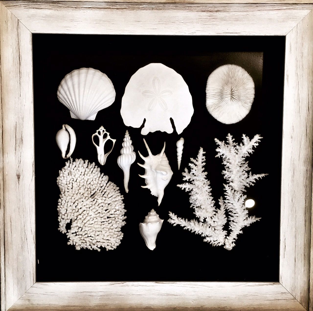 Coral And Shell Framed Wall Art | Moss Furniture : Moss Furniture Throughout Framed Wall Art (View 20 of 20)