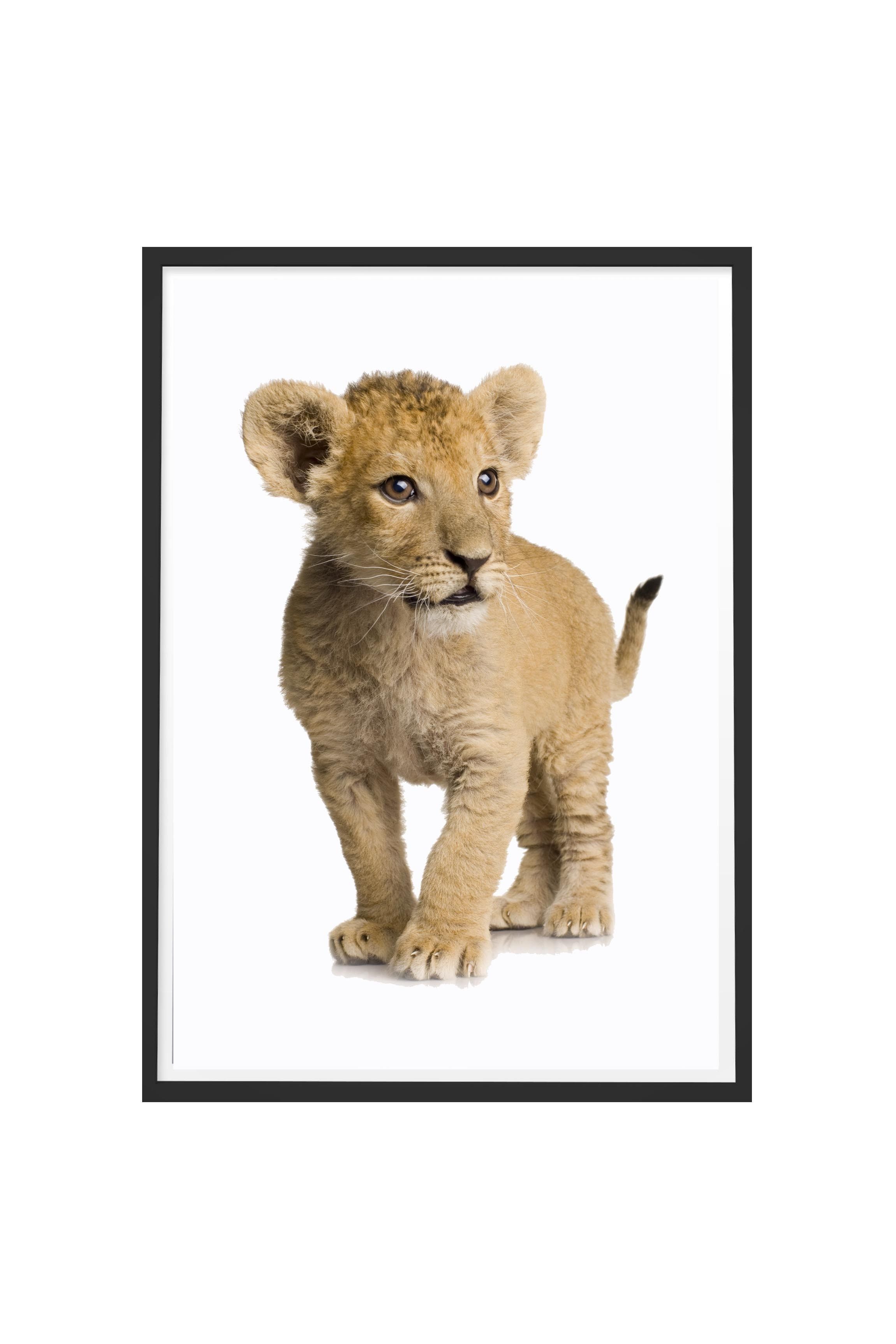 Poster With Frame The Lion – Wall Art Prints – Shop For Lion Wall Art (Photo 19 of 20)