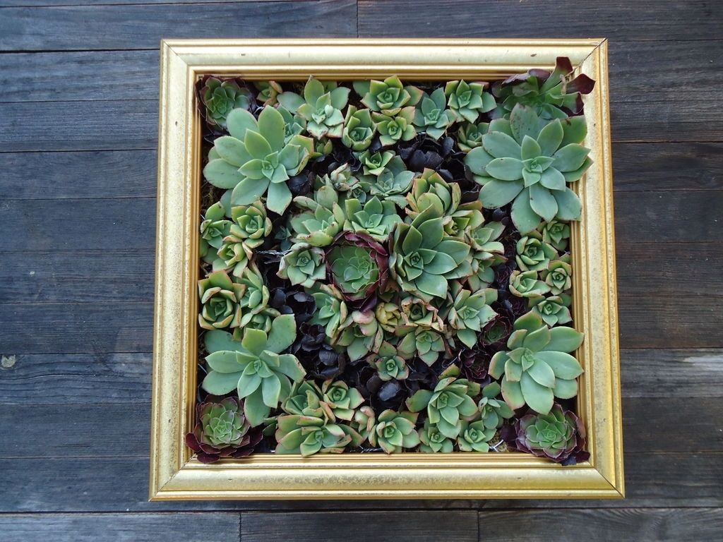 Succulent Wall Art: 9 Steps (with Pictures) Inside Living Wall Art (View 18 of 20)