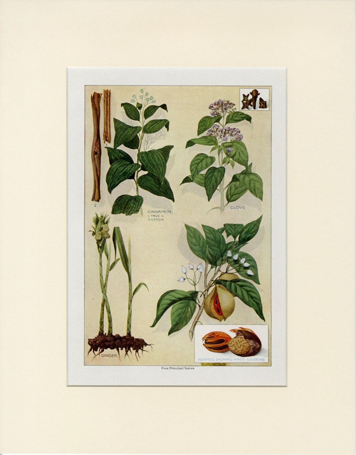 Vintage Herb Wall Art, Four Principal Spices: Cinnamon Clove Ginger Within Herb Wall Art (View 6 of 20)
