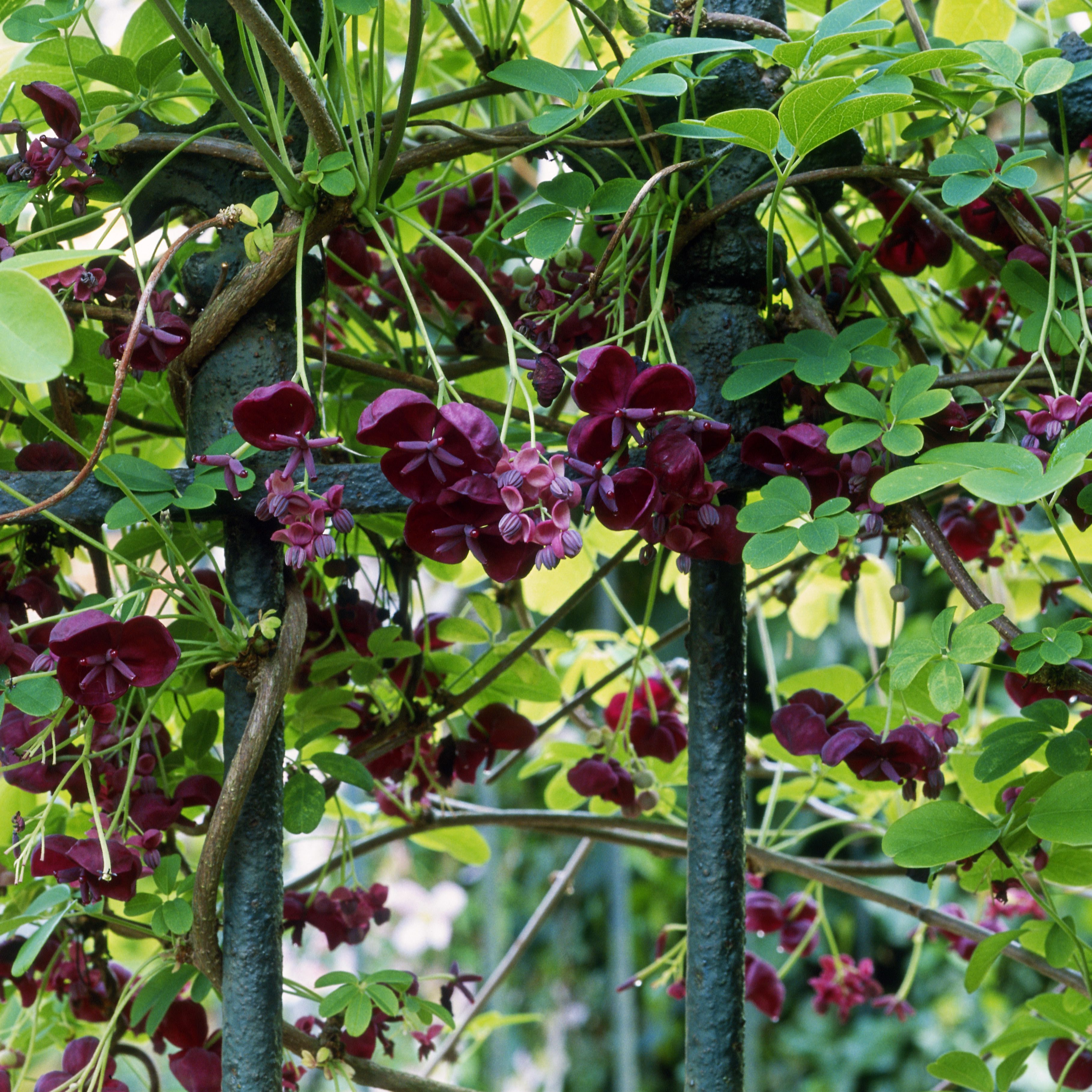 How To Grow And Care For Chocolate Vine Inside Three Flowers On Vine Wall Decor (View 30 of 30)