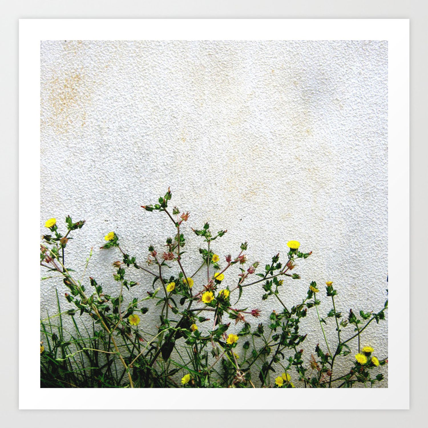 Minimal Flora – Yellow Daisies Wild Flowers Art Print Intended For Yellow Flora Credenzas (Photo 30 of 30)