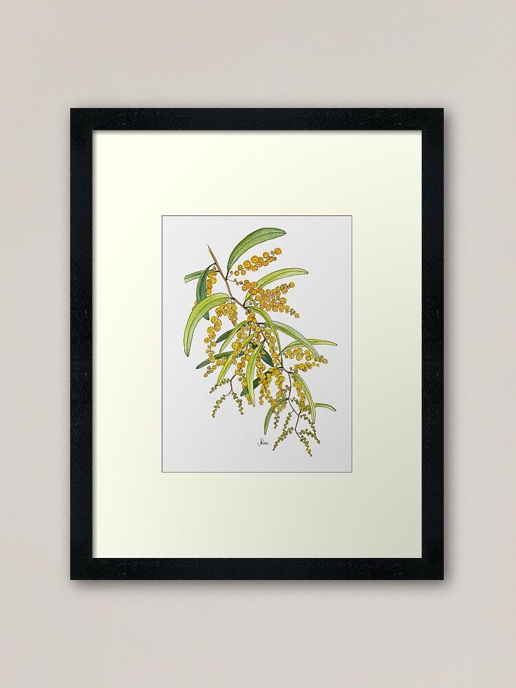 "australian Wattle Flower, Illustration" Framed Art Print Within Flower Framed Art Prints (View 7 of 15)