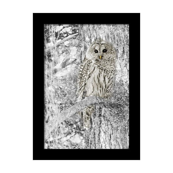 Barred Owl Snowy Day In The Forest Framed Print | Framed With Regard To The Owl Framed Art Prints (View 5 of 15)