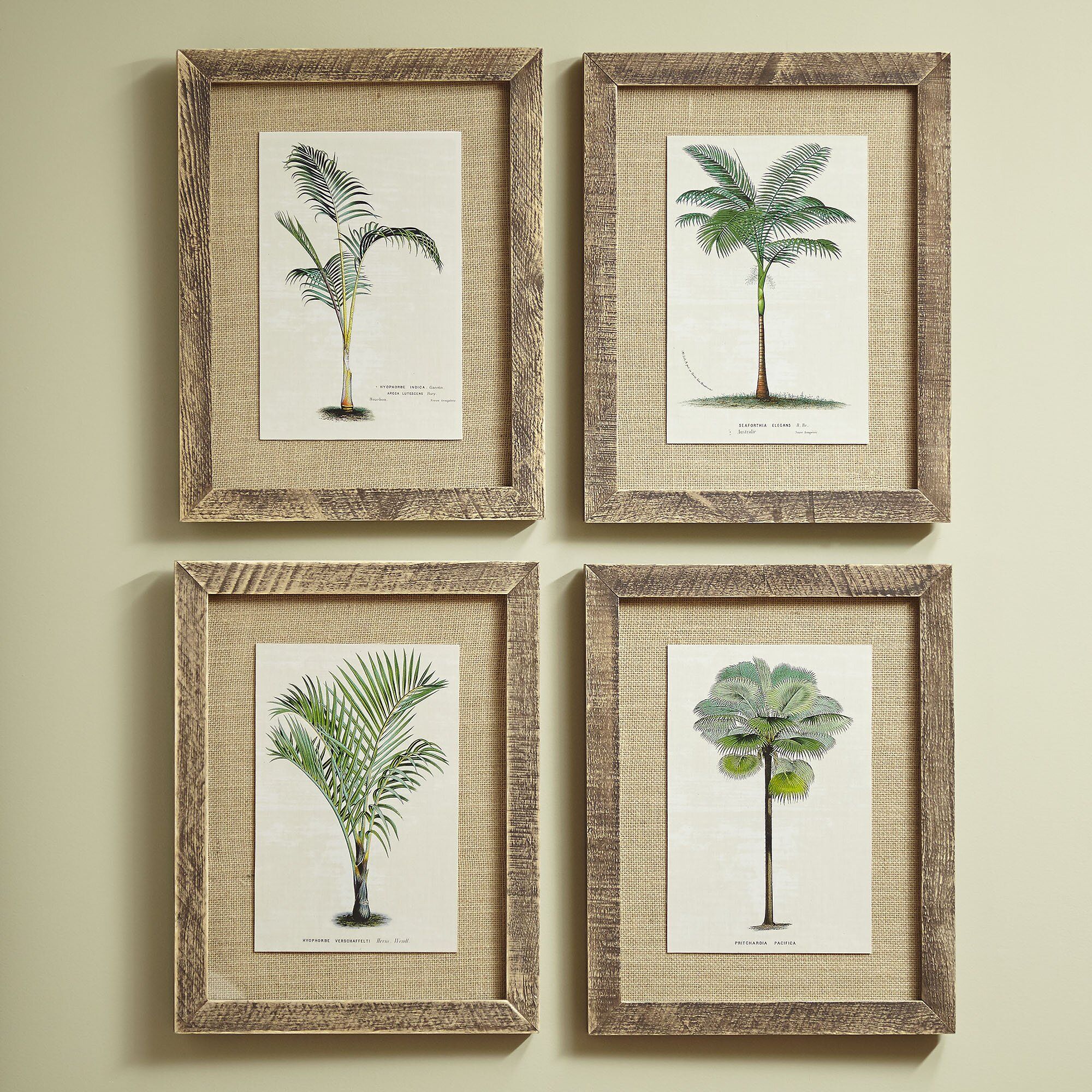 Birch Lane Palm Tree Framed Prints & Reviews | Wayfair Intended For Dragon Tree Framed Art Prints (View 14 of 15)
