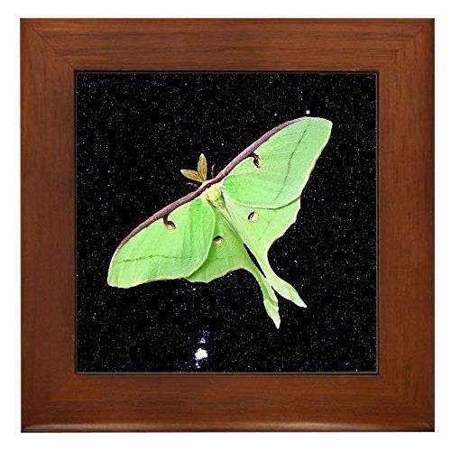 Cafepress Luna Moth Framed Tile Decorative Tile Wall With Regard To Luna Wood Wall Art (View 9 of 15)