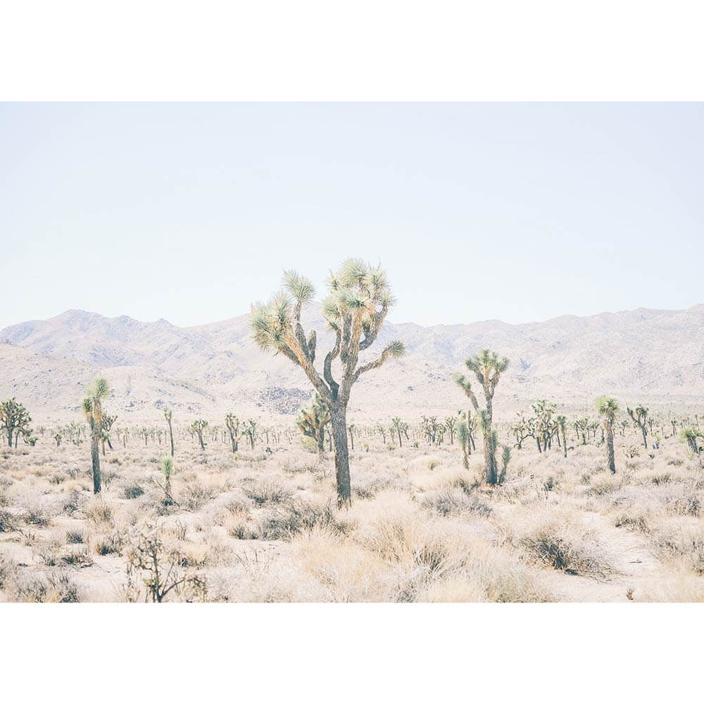 Desert Plain | Framed Print Or Canvas Wall Art | 41 Orchard For Desert Inn Framed Art Prints (View 13 of 15)