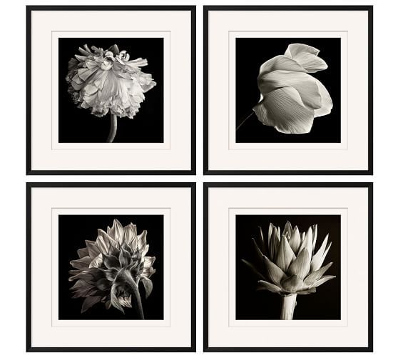 Flower Black & White Framed Print | Pottery Barn Inside Flower Framed Art Prints (View 5 of 15)