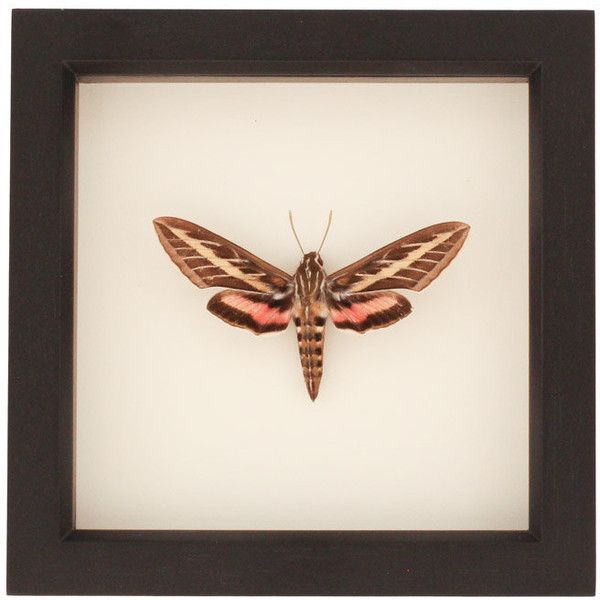 Framed Moth Sphinx Hummingbird Display ($42) Liked On With Spinx Wall Art (Photo 8 of 15)