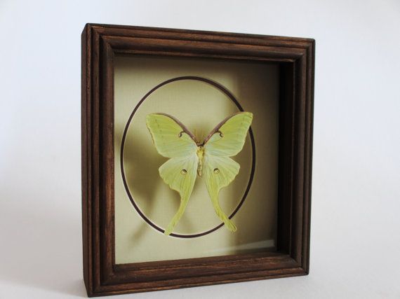 Luna Moth In Wood Shadowbox Frameelefly On Etsy, $45 For Luna Wood Wall Art (View 5 of 15)