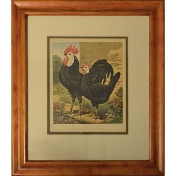 Natural History Art, Birds, Chickens, Prize Winning Intended For Natural Framed Art Prints (View 4 of 15)