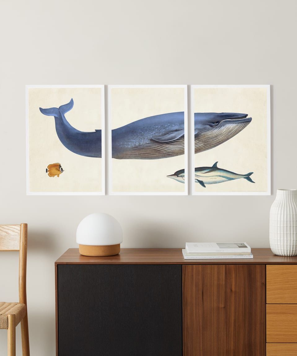 Natural History Museum, 'vintage Whale' Set Of 3 Framed With Natural Framed Art Prints (View 8 of 15)