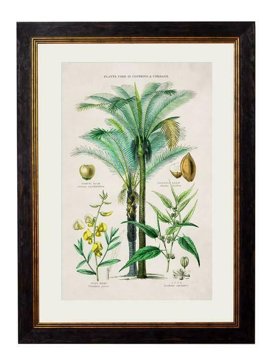 Premium Botanical Botany Tropical Euro Pears 2 Antique In Tropical Framed Art Prints (View 1 of 15)