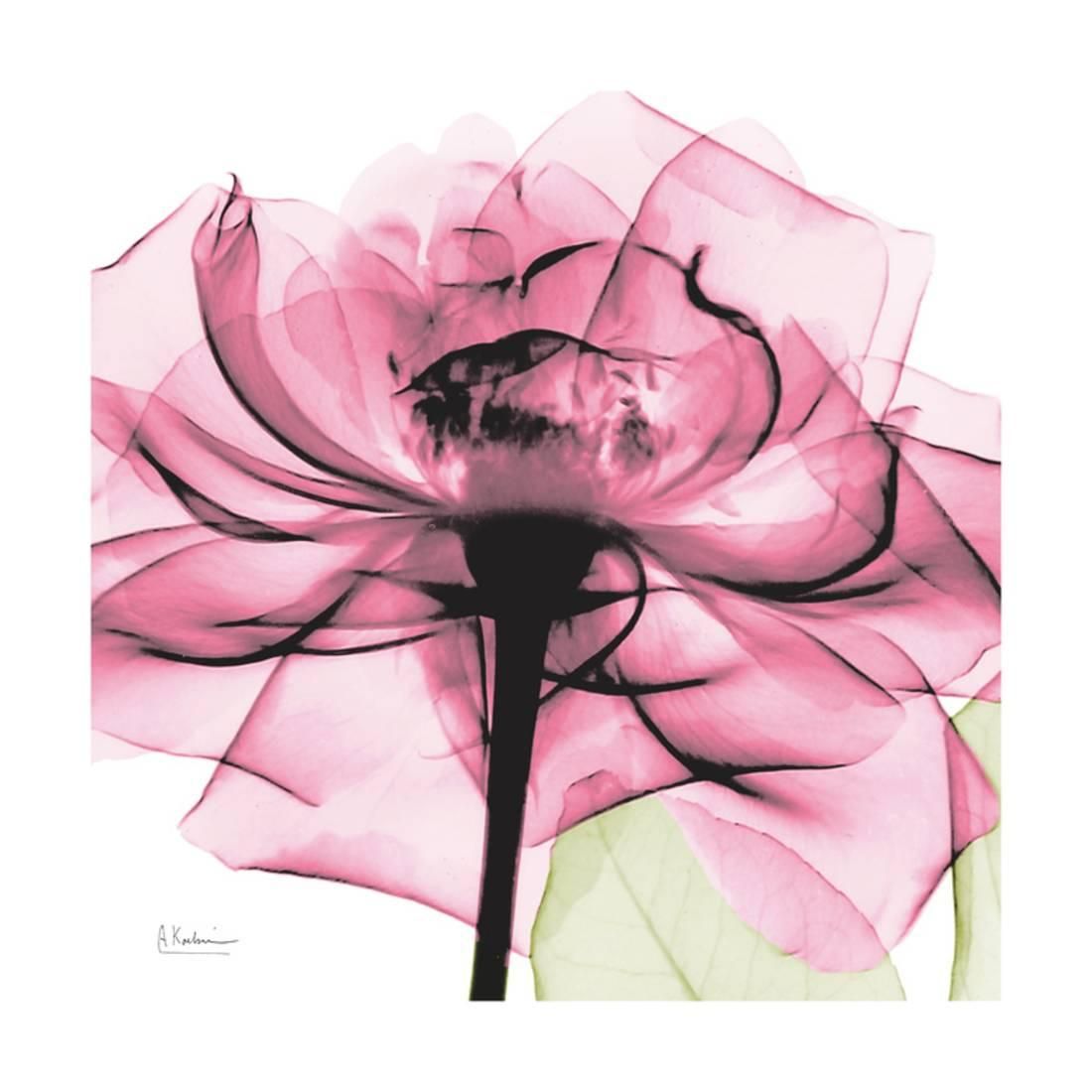 Rose Pink Pink Flower X Ray Photo Print Wall Artalbert Intended For Flowers Wall Art (View 11 of 15)