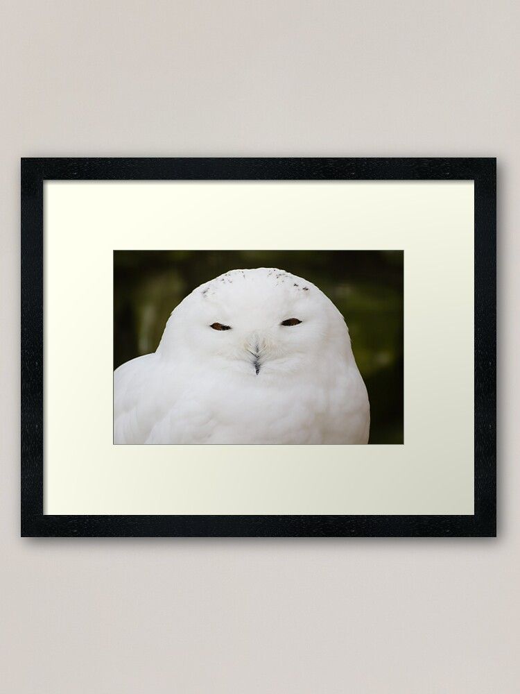 "snowy White Owl" Framed Art Printensell | Redbubble Pertaining To The Owl Framed Art Prints (View 10 of 15)