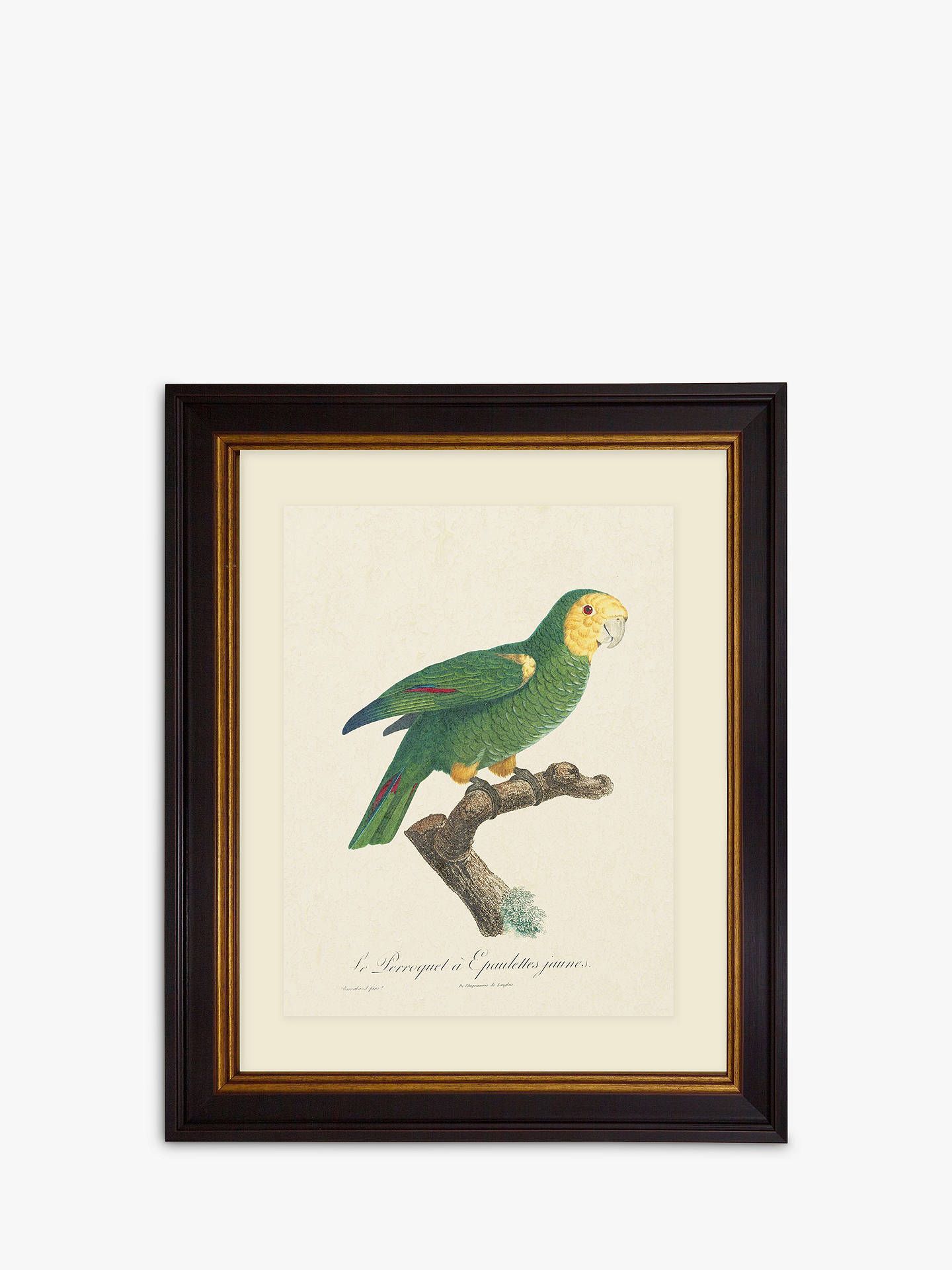 Tropical Bird Iii – Framed Print & Mount, 60 X 50cm, Green Intended For Tropical Framed Art Prints (View 3 of 15)