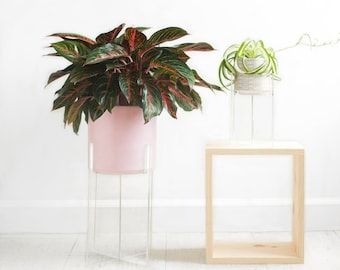 Acrylic Plant Stand – Etsy Intended For Crystal Clear Plant Stands (View 11 of 15)