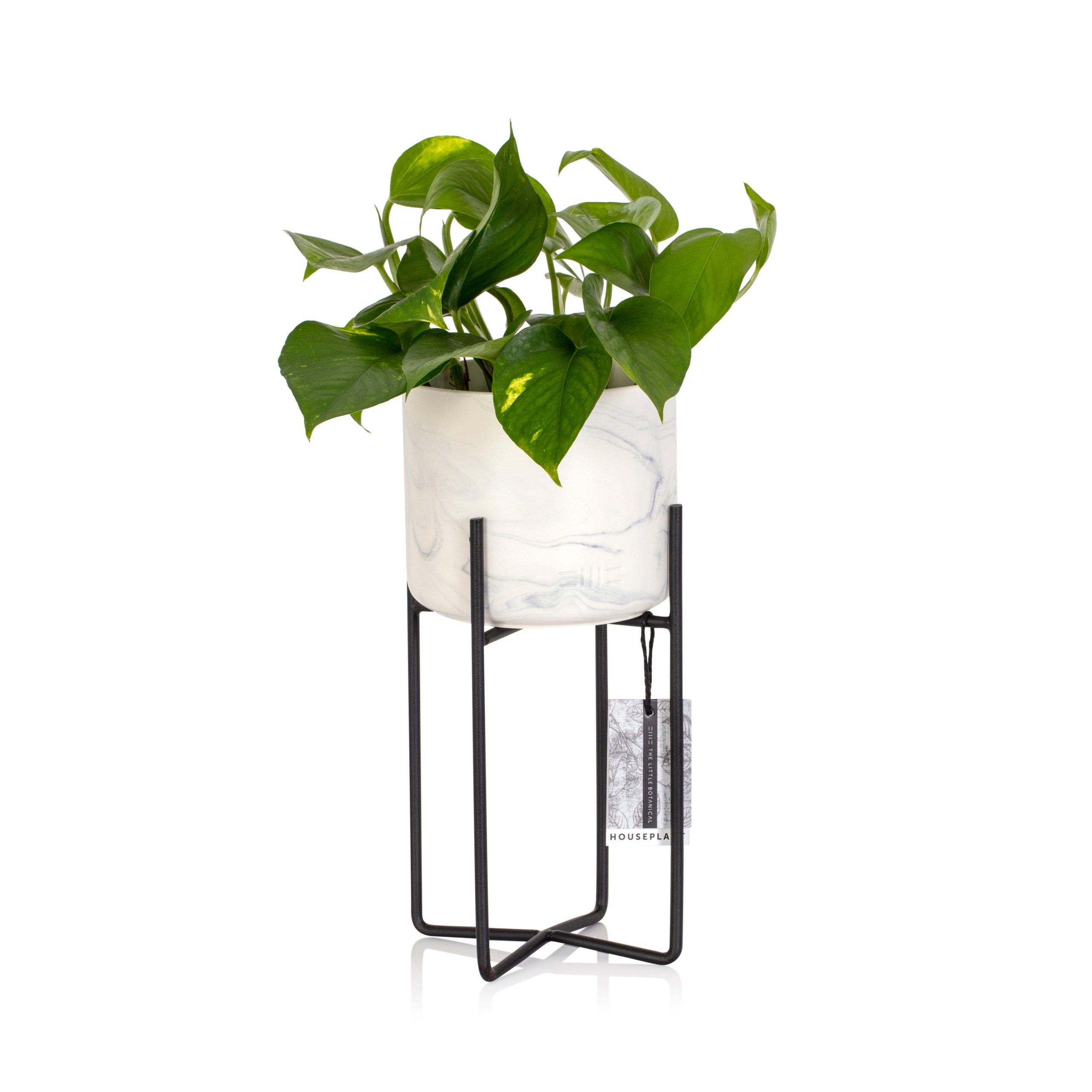 Devil's Ivy Houseplant In Marble Planter With Stand | Houseplants Online Within Ivory Plant Stands (View 8 of 15)