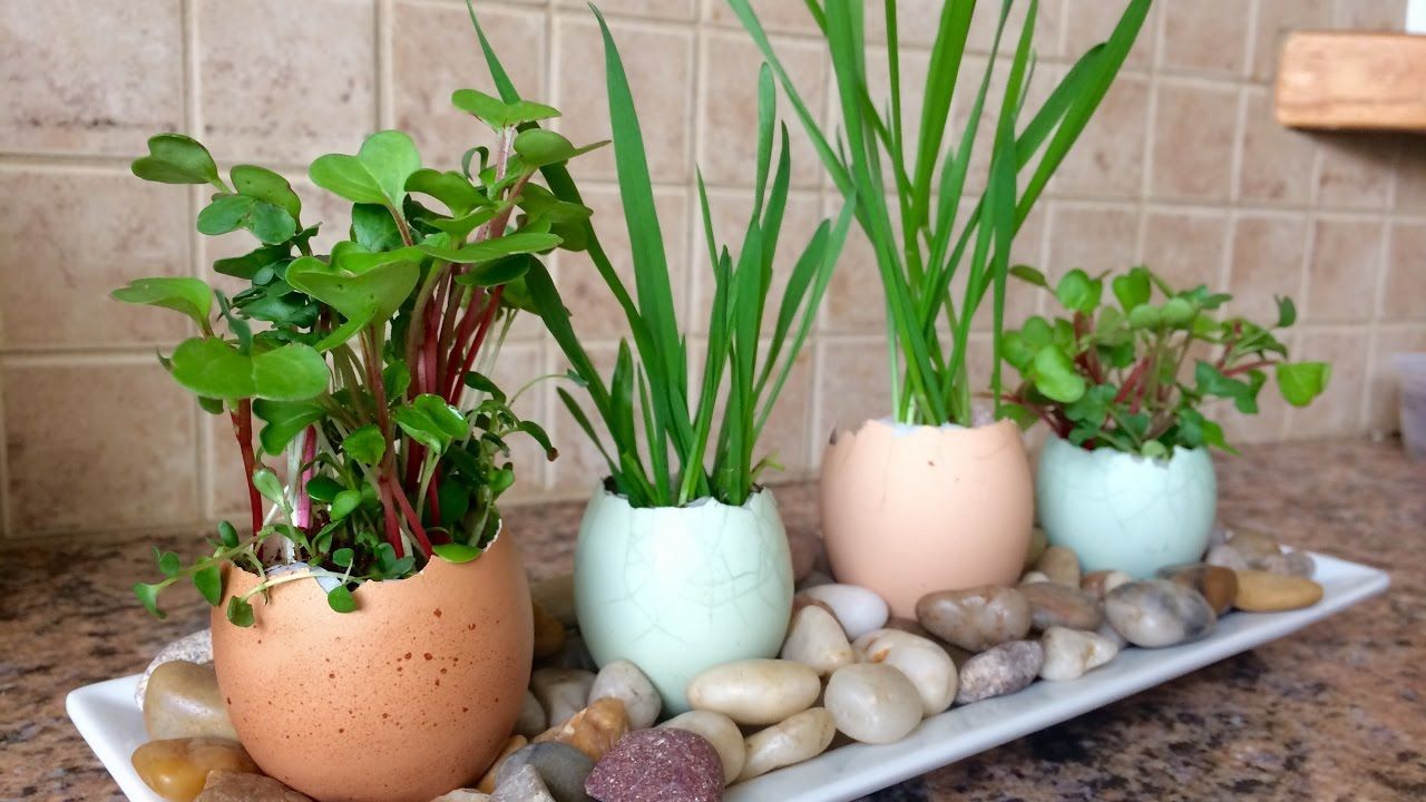 Eggshell Planters Gardening With Kids! – Youtube Within Eggshell Plant Stands (View 7 of 15)