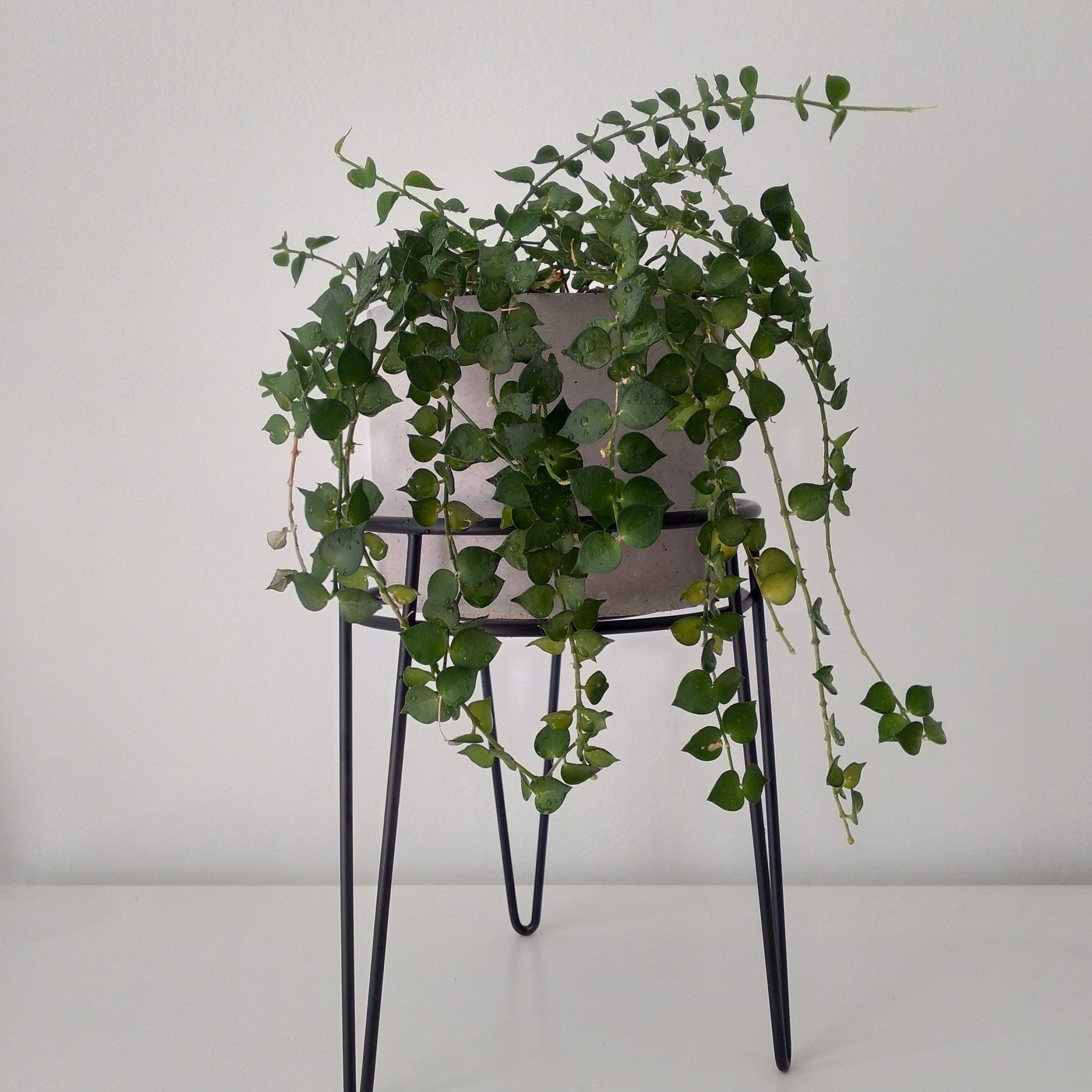 Gray Plant Stand – Etsy In Ancient Grey Plant Stands (View 11 of 15)