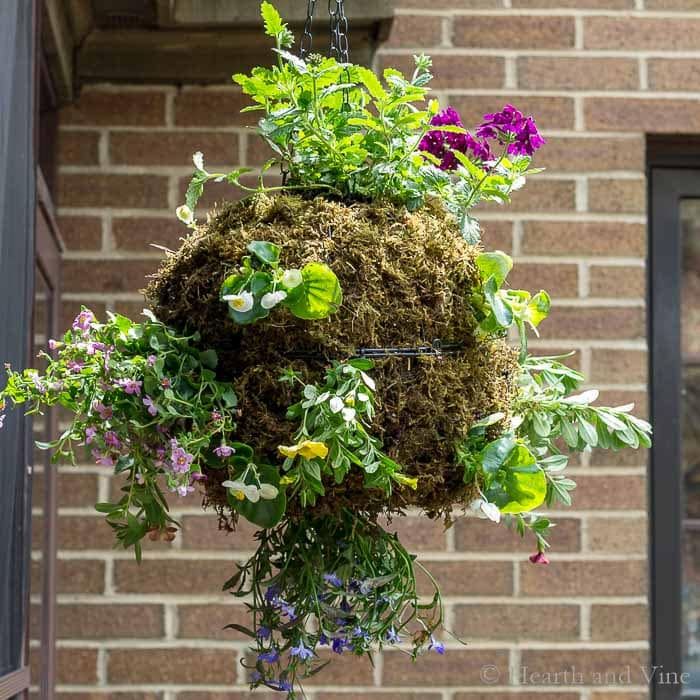 Hanging Globe Planter That Will Make You Stop And Smile Pertaining To Globe Plant Stands (View 13 of 15)
