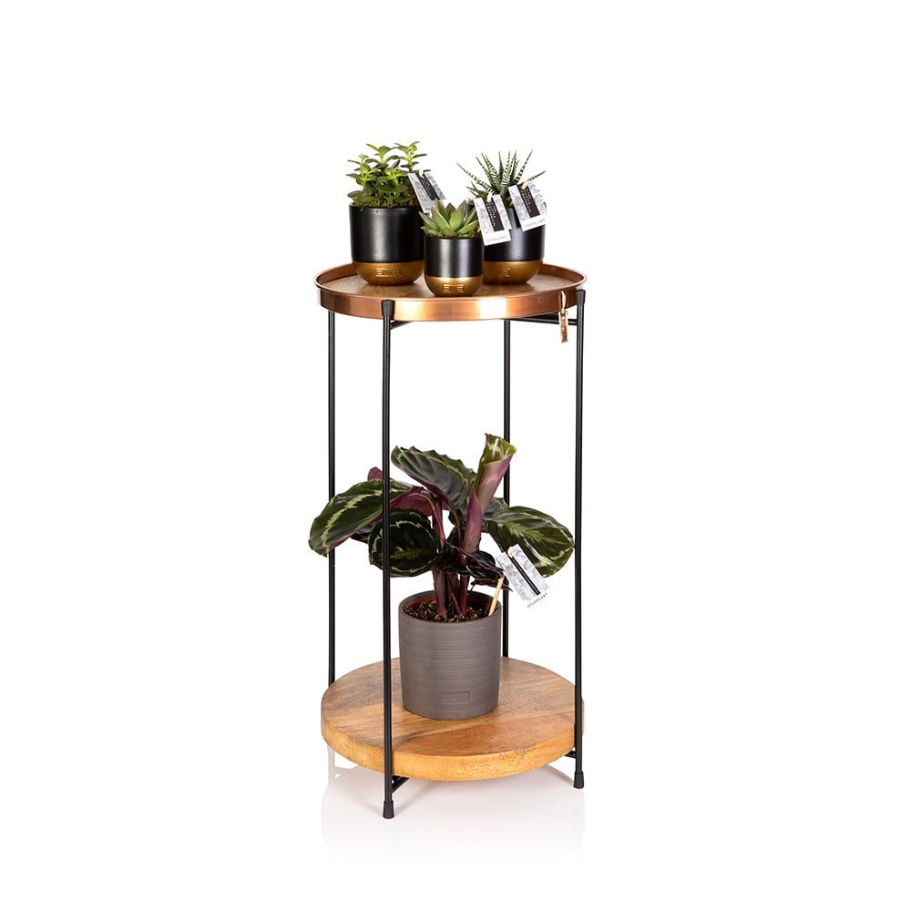 Plant Stand Table With Plants | Online Uk Houseplants & Accessories Regarding Plant Stands With Table (View 1 of 15)