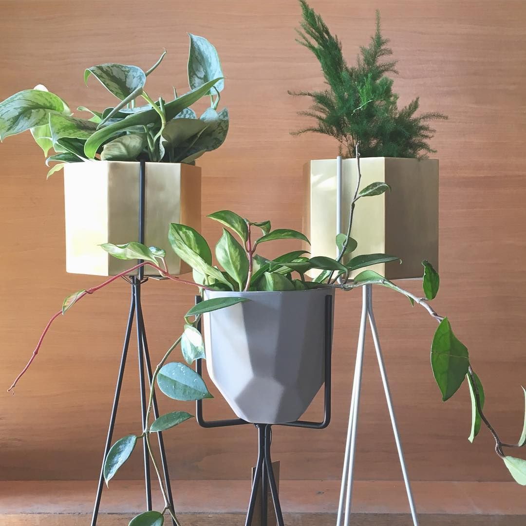 S P R O U T C H I C A G O On Instagram: “sexy Brass Hexagon Planters Sit  Pretty In Our New Plant Stands! Straight Outta Denmar… | Plants, Plant Stand,  Green Living Pertaining To Hexagon Plant Stands (View 9 of 15)