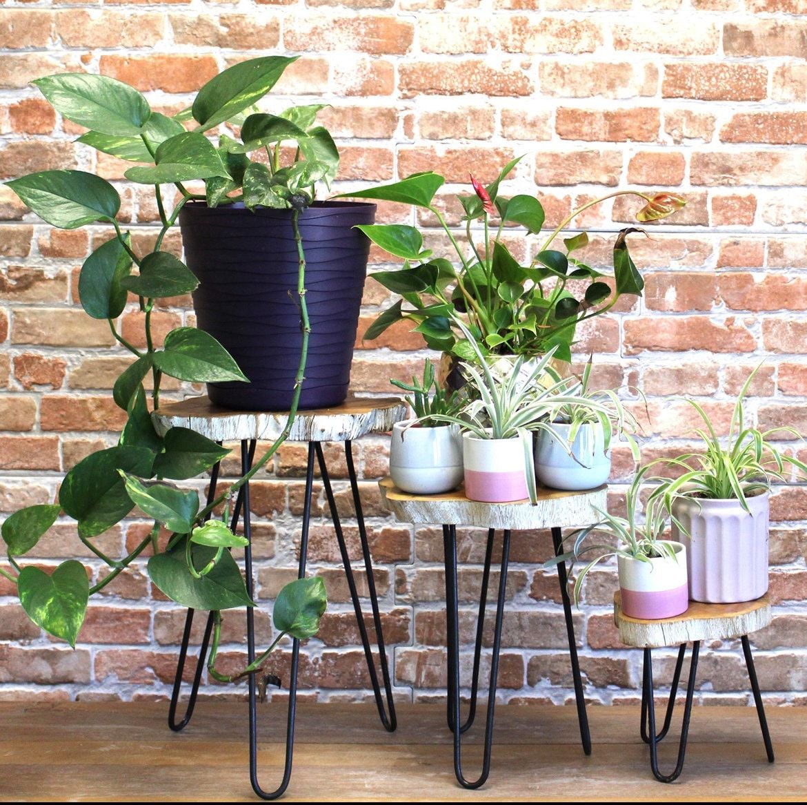 Set 3 Plant Stand – Etsy In Set Of Three Plant Stands (View 12 of 15)