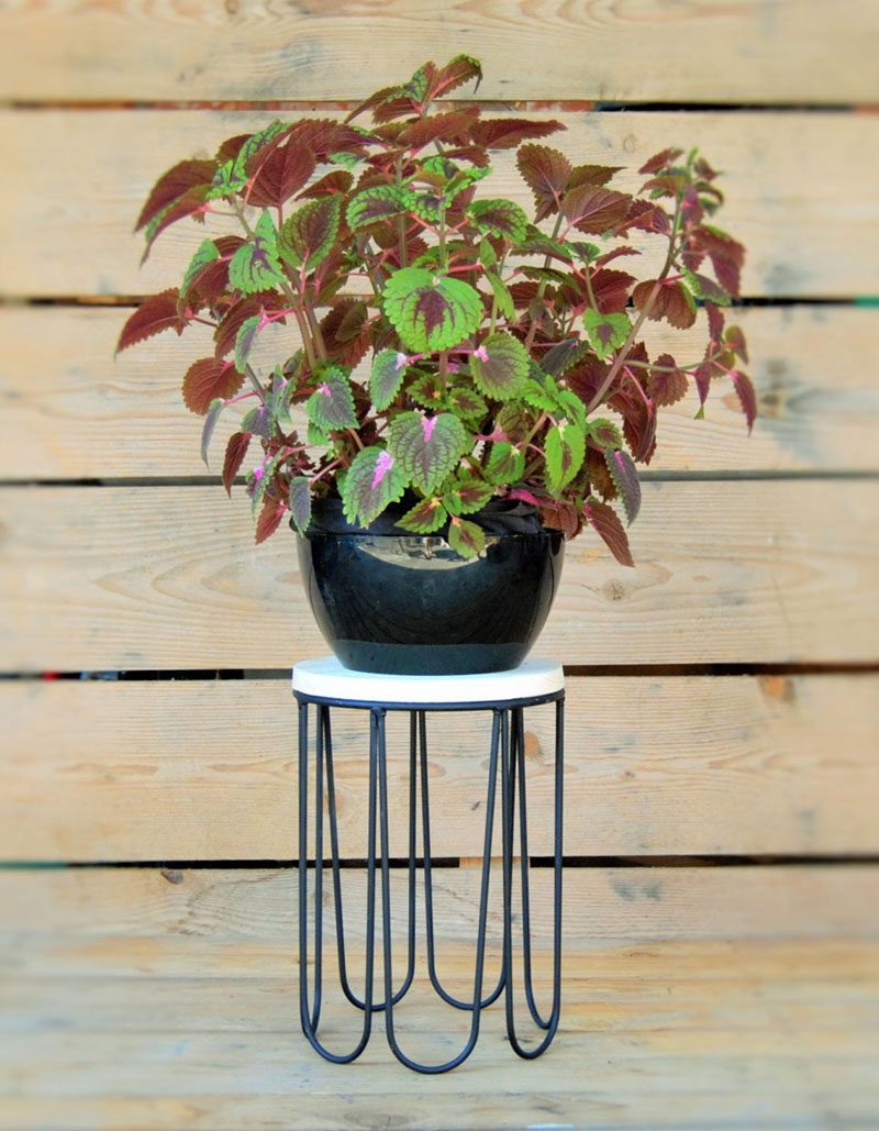 These 13 Modern Plant Stands Put Your Favorite Plants On Display Pertaining To Iron Base Plant Stands (View 12 of 15)