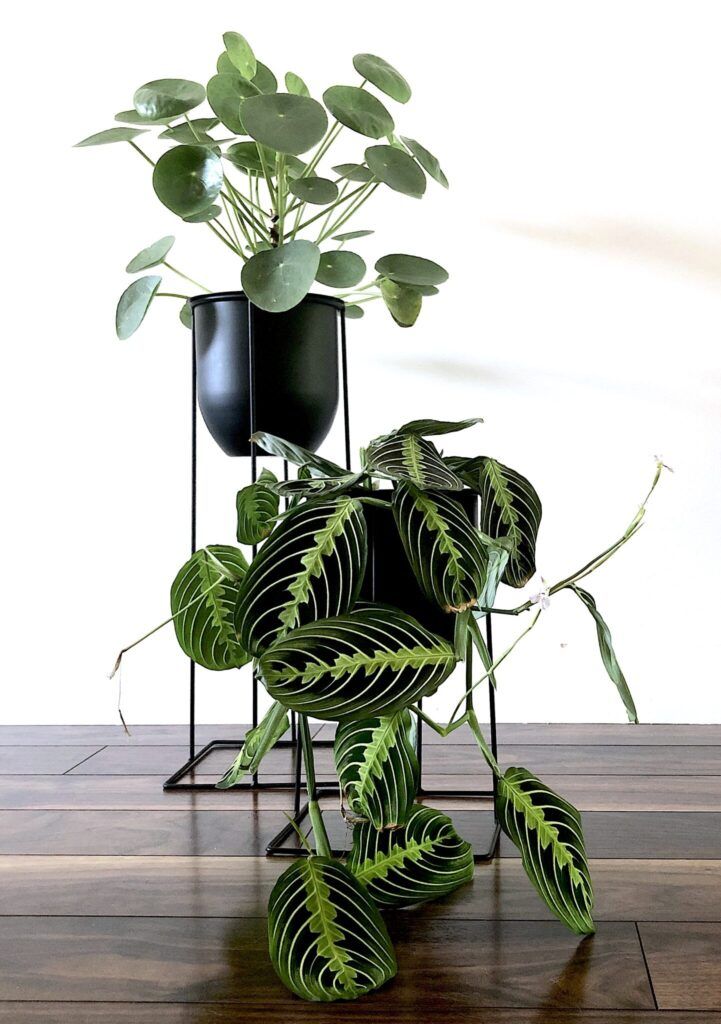 Unique Plant Stands Ideas For Your Home – My Tasteful Space With Ivory Plant Stands (View 10 of 15)