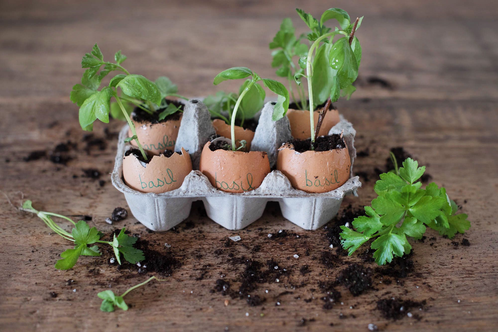 We Tried This: Egg Shell Planters – Garden Collage Magazine With Eggshell Plant Stands (View 11 of 15)